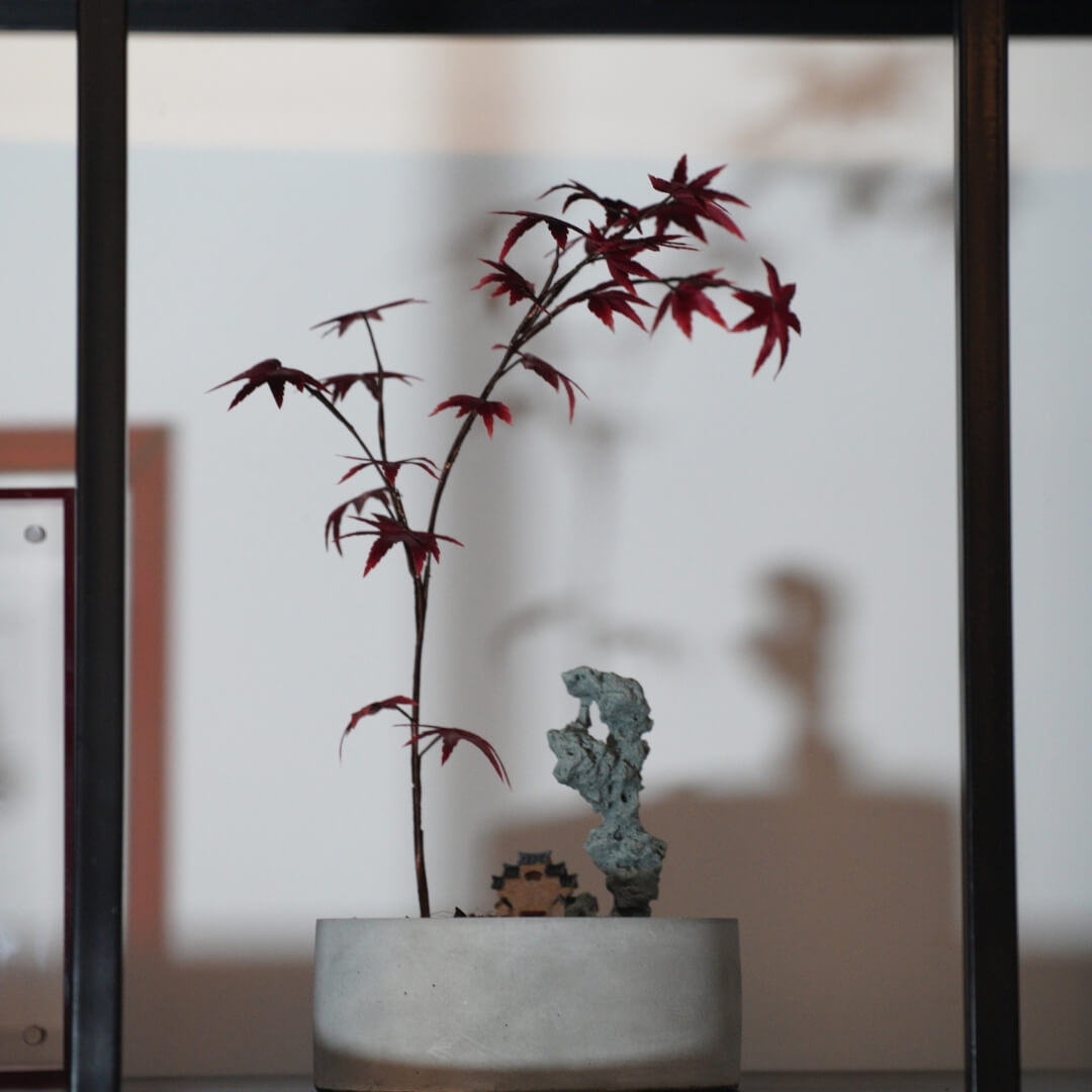 Ronghua DIY Kit | Red Maple Bonsai