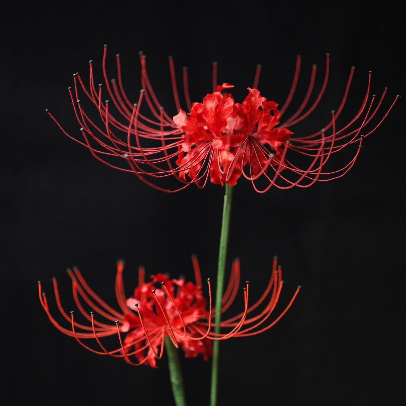 Ronghua DIY Kit | Red Spider Lilies