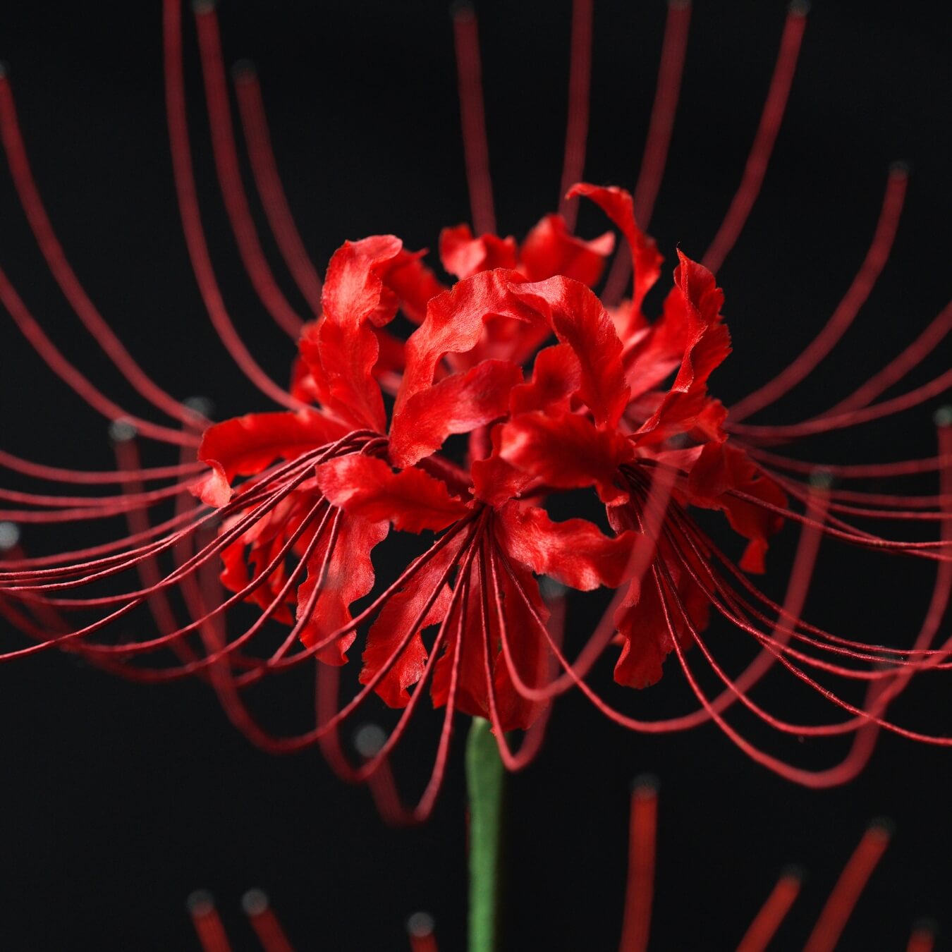 Ronghua DIY Kit | Red Spider Lilies